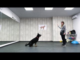 Как научить собаку команде ВЫДЕРЖКА 🐶 Как научить щенка слышать команду “Выдержка“ 🐕