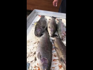 Видео от Рыбалка в Трубицино