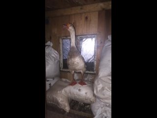 goose.pank_2024-04-28-03-15-13_1714263313746.mp4