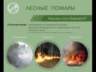 Лесной пожар  это стихийное бедствие, которое уничтожает деревья, кустарники, обитающих в лесу животных.