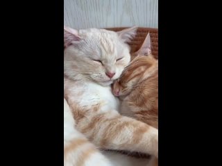 Cuddle cute cats