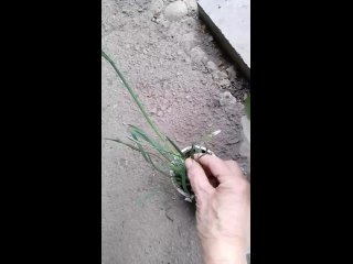 Видео от Цветы комнатные и растения садовые
