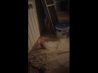 Видео от Ленинградские коты. Приют домашний Кот Учёный