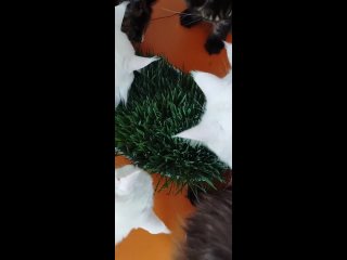 Video by Питомник Bogatir Taigi, кошки Мейн Кун
