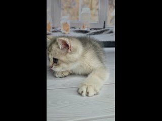 Видео от Питомник  “ Медвежья Ягода“ Британских кошек
