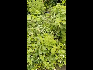 Видео от Цветы комнатные и растения садовые