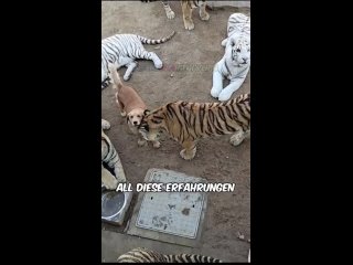 Der Tiger htte den Hund angegriffen, aber....mp4