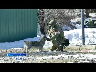 Выполнять боевые задачи в зоне СВО помогают 🐕четвероногие бойцы из Кемер