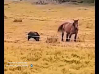 Кабан против лошади.