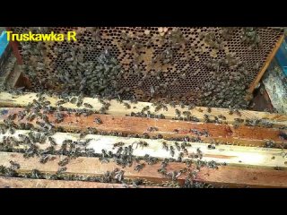 #Пчёлы Расширяем пчёл на пасеке  первый раз до 12 рамочного стандарта. Поражение расплода пчёл молью