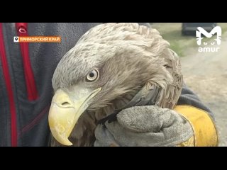 Хорошие новости про одного из раненых краснокнижных орланов из Приморья: он поправился и вернулся в дикую природу