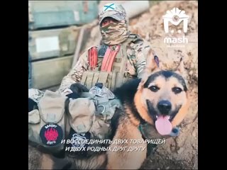 За находку Бандита, пса-талисмана 155-й бригады ТОФ, объявили вознаграждение