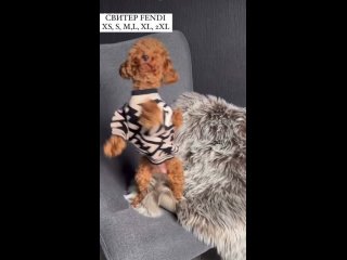 Video by Мультибрендовая  одежда для собак Doggishop