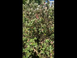 Фейхоа цветет сейчас в Сочи  Название этих изящных деревьев и их плодов - не склоняется, во всех случаях произносится... (видео)