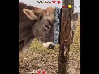 Cow enjoying head rubs with a brush
