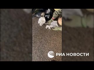 ФСБ показала видео задержания сторонника украинских националистов, готовившего теракт в Брянске.Задержанный признался, что е