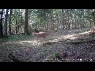 Видео заповедника Калужские Засеки