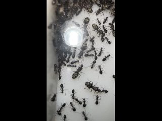 Видео от Какой то казах с муравьями