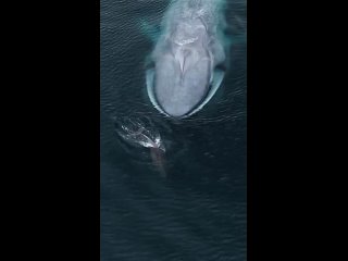 Синий кит достигает 33 м в длину и массы более 150 тонн, являясь самым крупным животным в мире