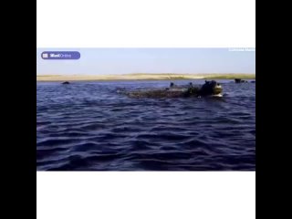 Разъяренный бегемот напал на туристов на реке Чоби в Намибии!