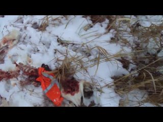 Видео от Охота Оружие