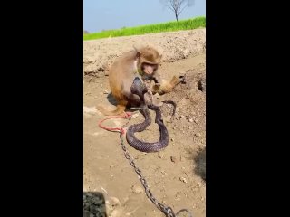 monkeys_worlds_1714142644509.mp4