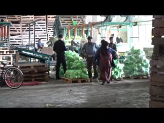 Полицейские Челябинска проверили иностранных граждан, работающих на овощебазе в Сосновском районе