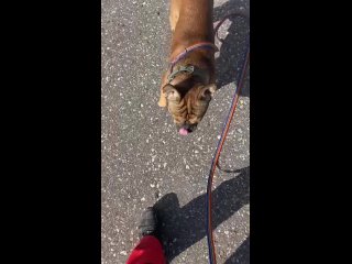 Видео от Хэндлинг и дрессировка собак в Вышнем Волочке