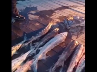 5 мешков с рыбой осетровых видов обнаружено в водоохранной зоне Каспийского моря в Кизлярском районе