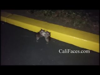 Серые дикие крысы играют на улице Huge Fighting Rats