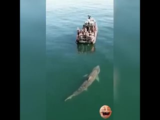 Акула у судна: огромная и быстрая угроза