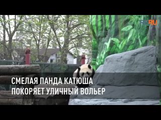 Смелая панда Катюша покоряет уличный вольер