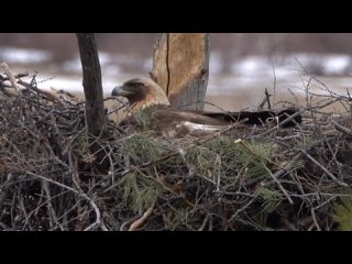 🦅Краснокнижного беркута заметил орнитолог в лесах Якутска