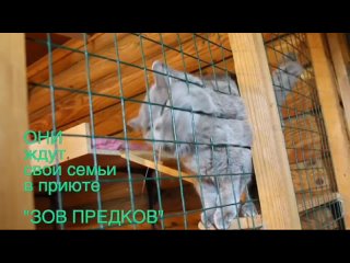 Видео от Частный приют для собак Зов предков (Одинцовск