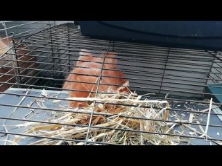 Видео от Кролик Питер