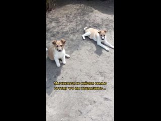 МАКСИМАЛЬНЫЙ РЕПОСТ ❗❗🐶 Срочно ищу для щенка новый дом.Была спасена с возможной зоны затопления. Возраст 4месяца,... (видео)