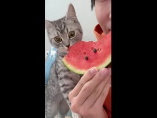 The kitten suddenly eat watermelon flesh and its eyes✨✨✨✨