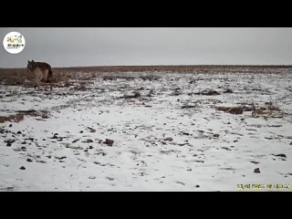 Видео от Вести Калмыкия