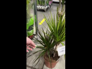 Видео от ПЦК - Горшечные растения оптом