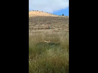 BREAKING: Zionist sources published a footage documenting the moment when an explosive device detonated on a settler as he attem
