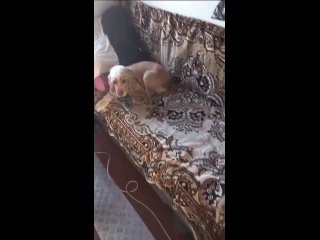 Video by Собака Счастья | Фонд помощи животным