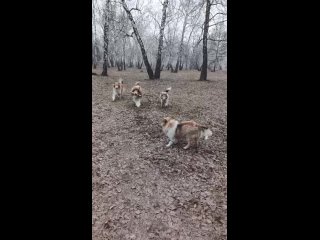 Видео от Марии Колли