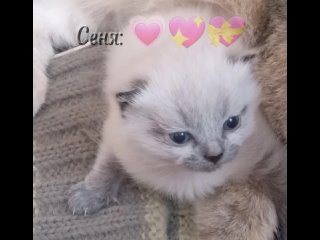 котик Сенечка :3💖💝💗