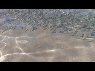 Шарм-эль-шейх апрель  2024 г. Ghazala Beach Hotel пляж мелкие рыбки  приплывают к берегу греться
