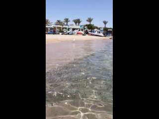 Шарм-эль-шейх апрель  2024 г. Ghazala Beach Hotel наш песчаный пляжНа нашем пляже  , не боясь людей  , гуляют красотки цапли
