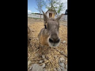 Забавное видео с обитателем гор Кавказа