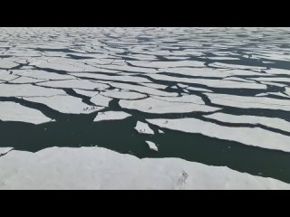 Рыбаки оказались заложниками на дрейфующей льдине в бухте Гертнера в Магаданской области. Один из них даже упал в воду