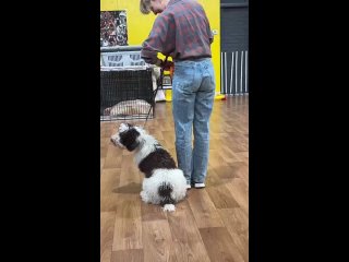 Видео от Школа дрессировки собак “Отличный пес“