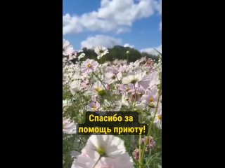 Video by КРООЗЖ Мой пёс г. Красноярск