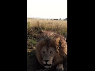 How close is too close when it comes to lions_ Is this too close_ _ _lion _lions _lionking _southafrica _africa _soundup Not Ai